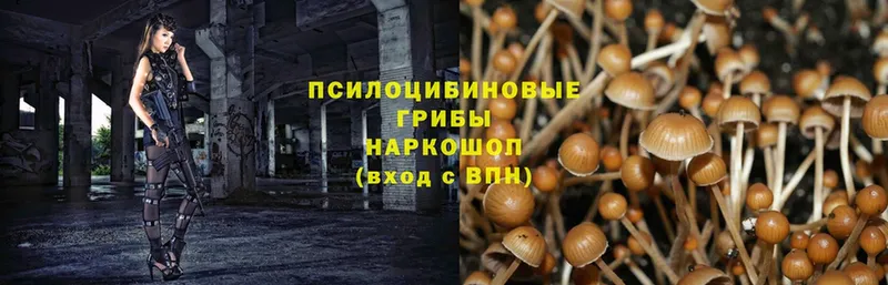 как найти закладки  Александровск-Сахалинский  Галлюциногенные грибы MAGIC MUSHROOMS 